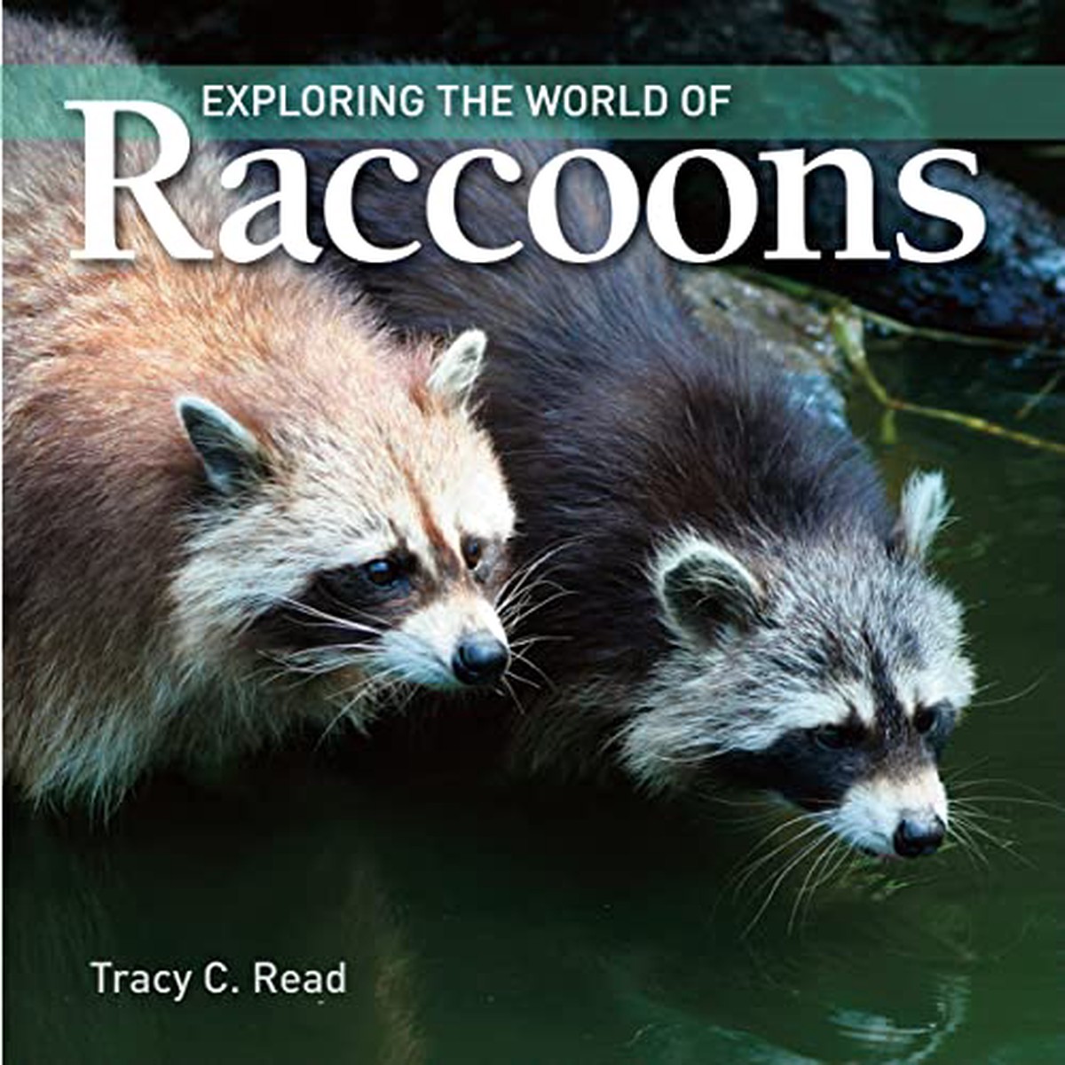 Exploring The World Of Raccoons UsVeryGoodSbyb